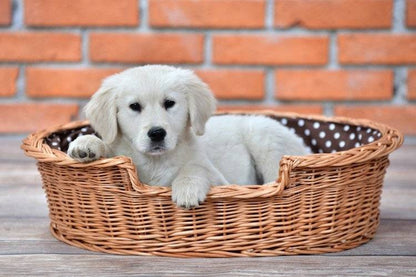 Natural Wicker Dog Bed Poppy With Cushion, 75x57 cm